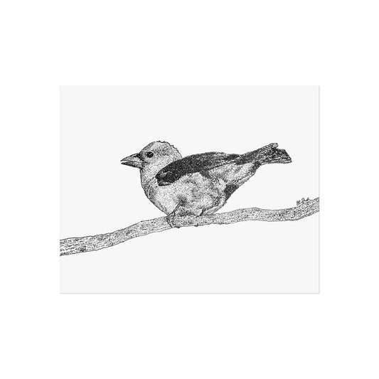 Scarlet Tanager Stipple