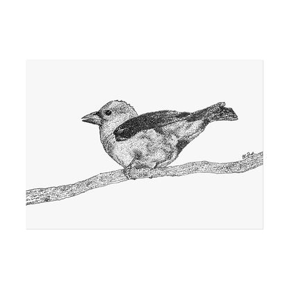 Scarlet Tanager Stipple