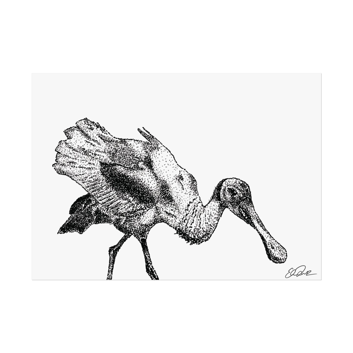 Roseate Spoonbill Stipple