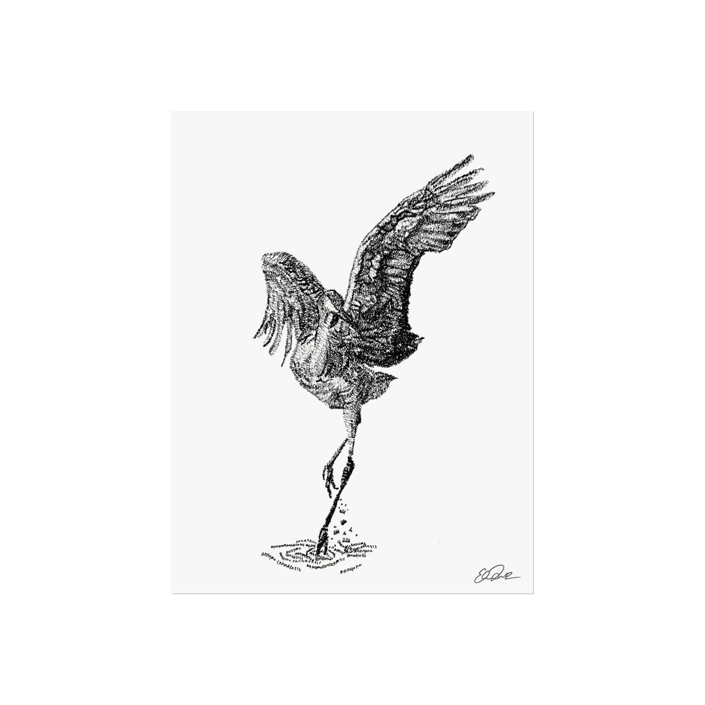 Sandhill Crane Scientific Name Print