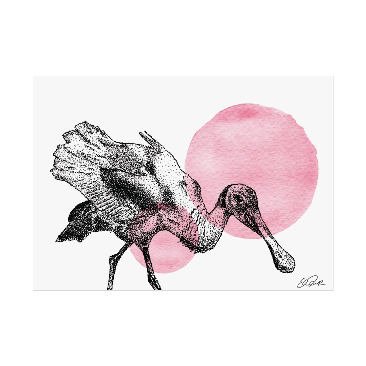 Roseate Spoonbill - Stipple/Pink Watercolor