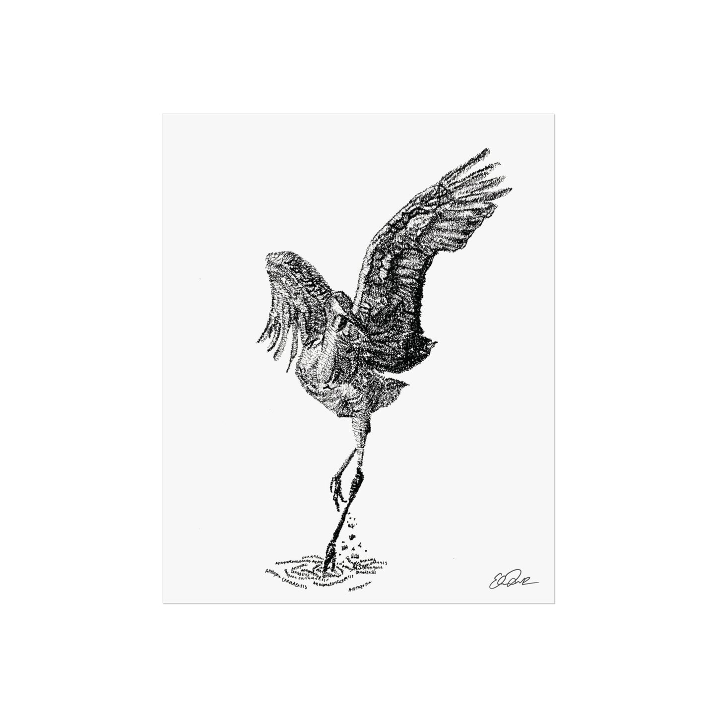 Sandhill Crane Scientific Name Print