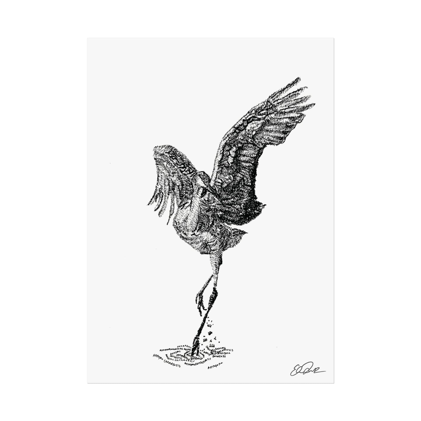 Sandhill Crane Scientific Name Print