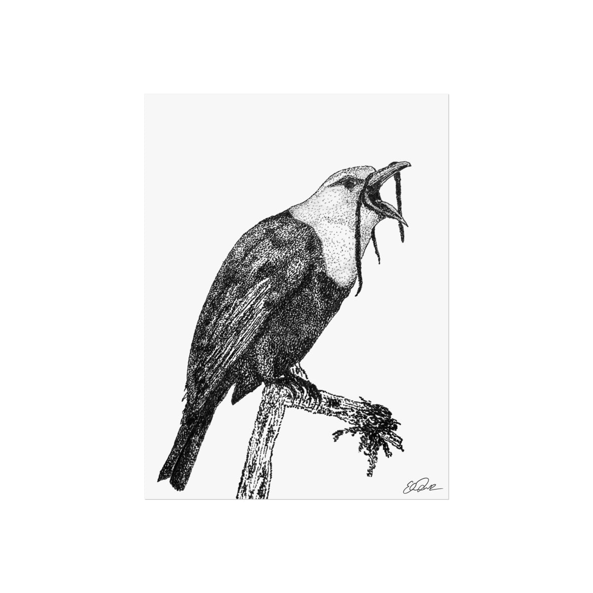 Three-wattled Bellbird Stipple